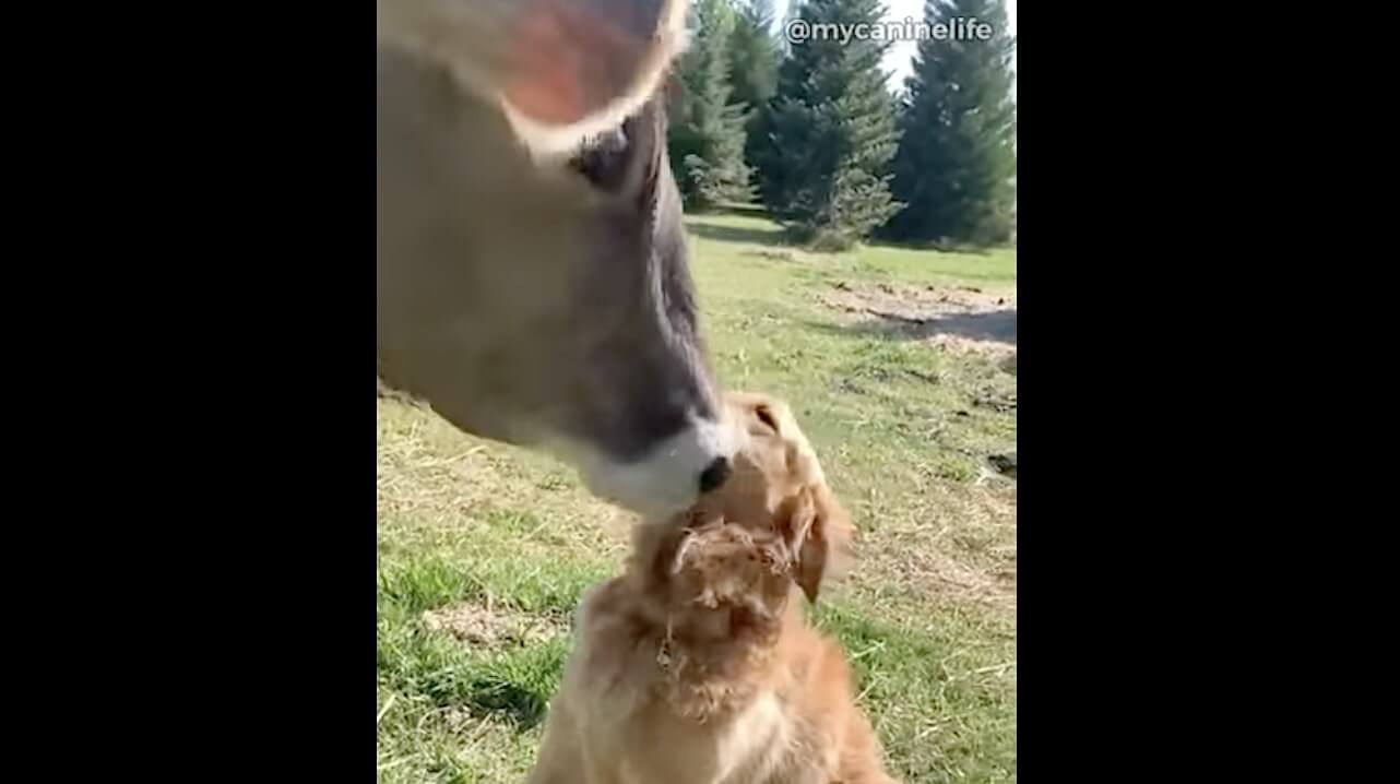 ゴールデンレトリーバー,動画