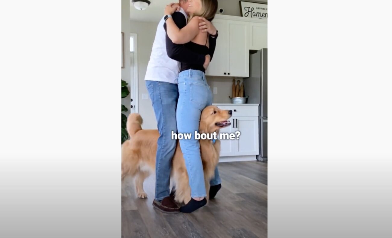 ゴールデンレトリーバー,動画