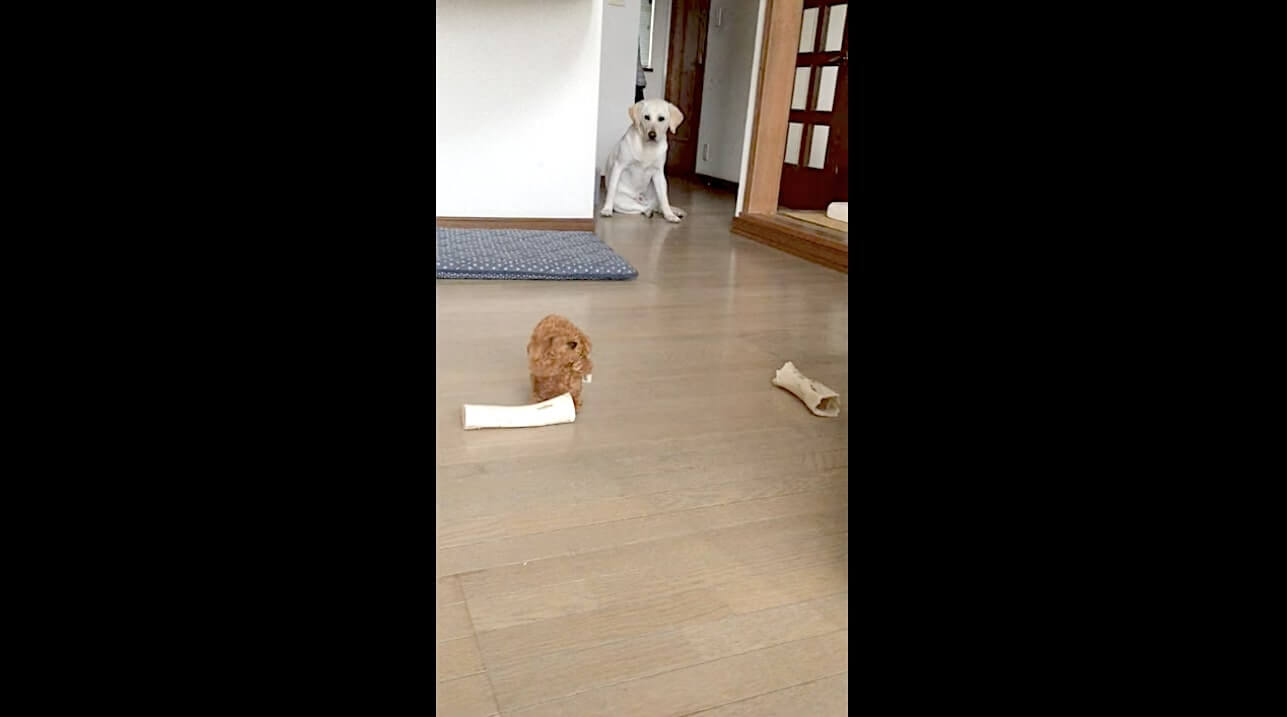 ラブラドールレトリーバー,動画