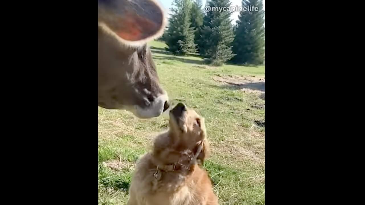 ゴールデンレトリーバー,動画