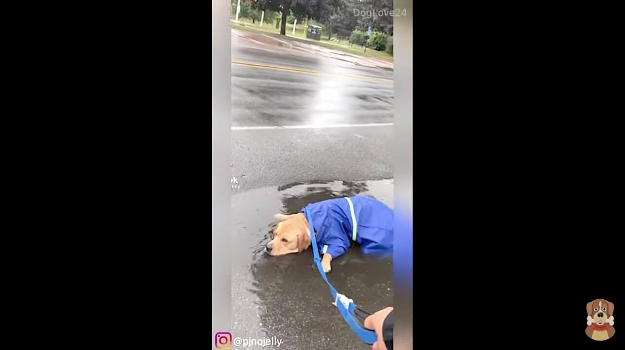 ラブラドールレトリーバー,動画