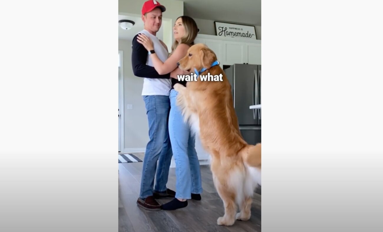 ゴールデンレトリーバー,動画