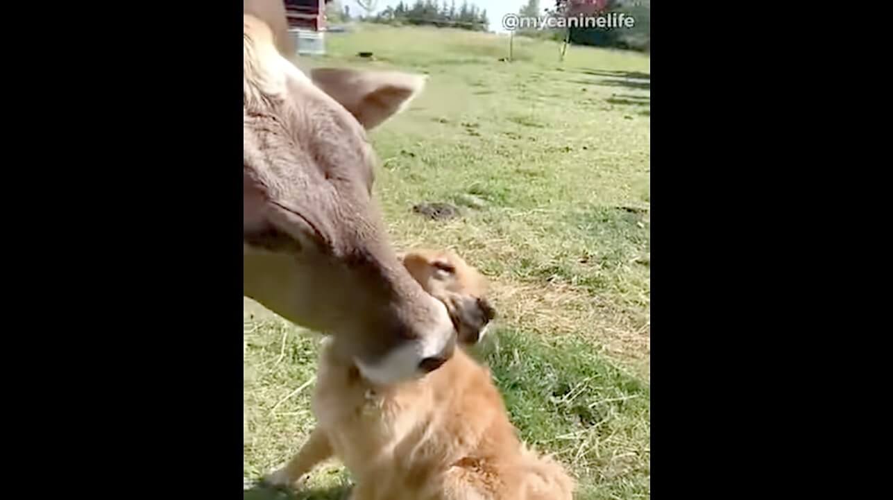 ゴールデンレトリーバー,動画