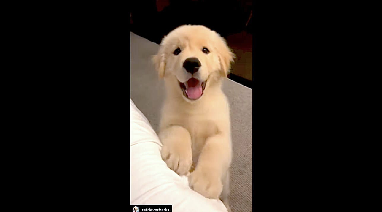 ゴールデンレトリーバー,動画