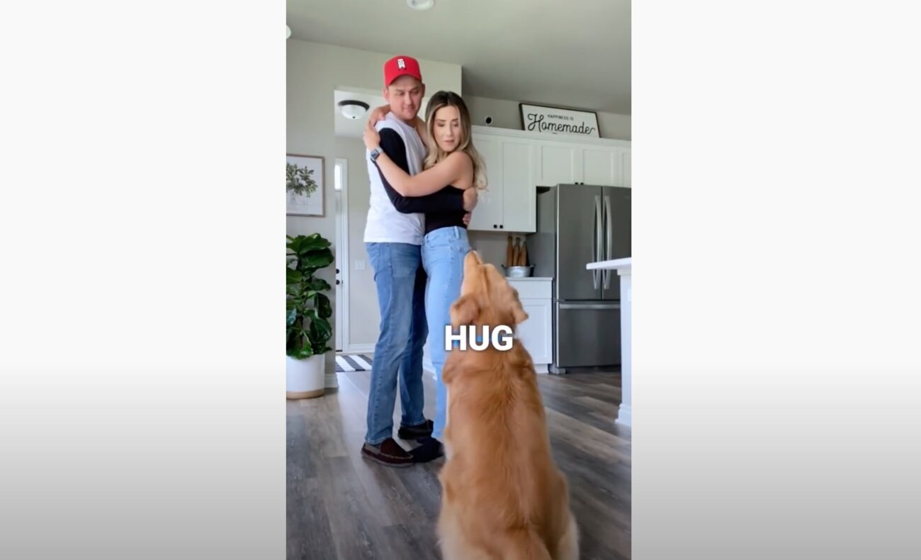 ゴールデンレトリーバー,動画