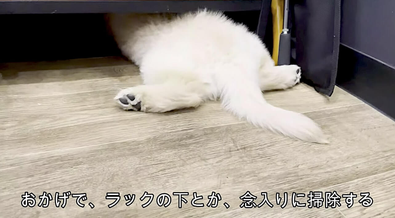 ゴールデンレトリーバー,動画