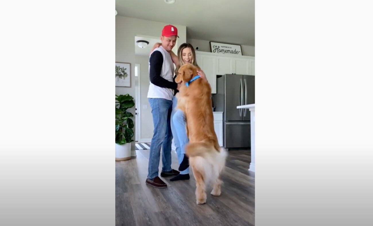 ゴールデンレトリーバー,動画