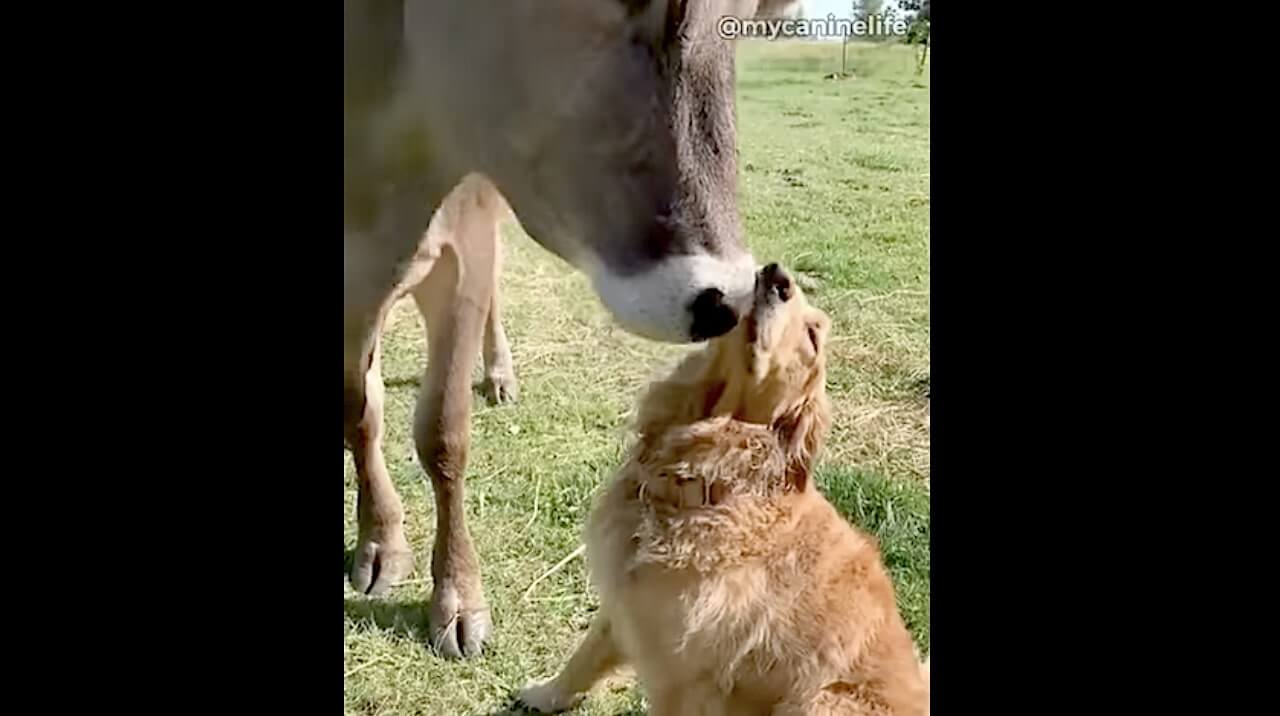 ゴールデンレトリーバー,動画