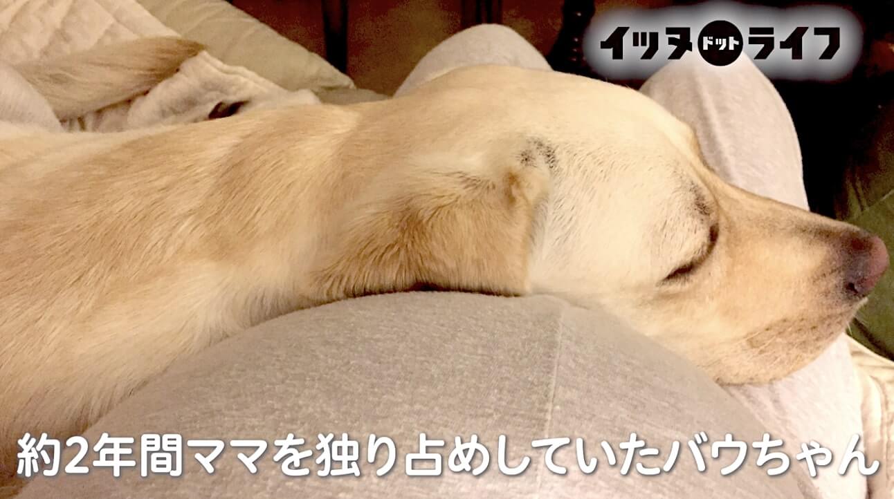 ラブラドール,動画,イッヌドットライフ