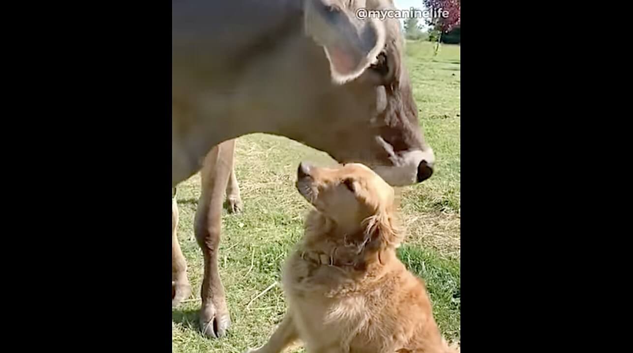 ゴールデンレトリーバー,動画