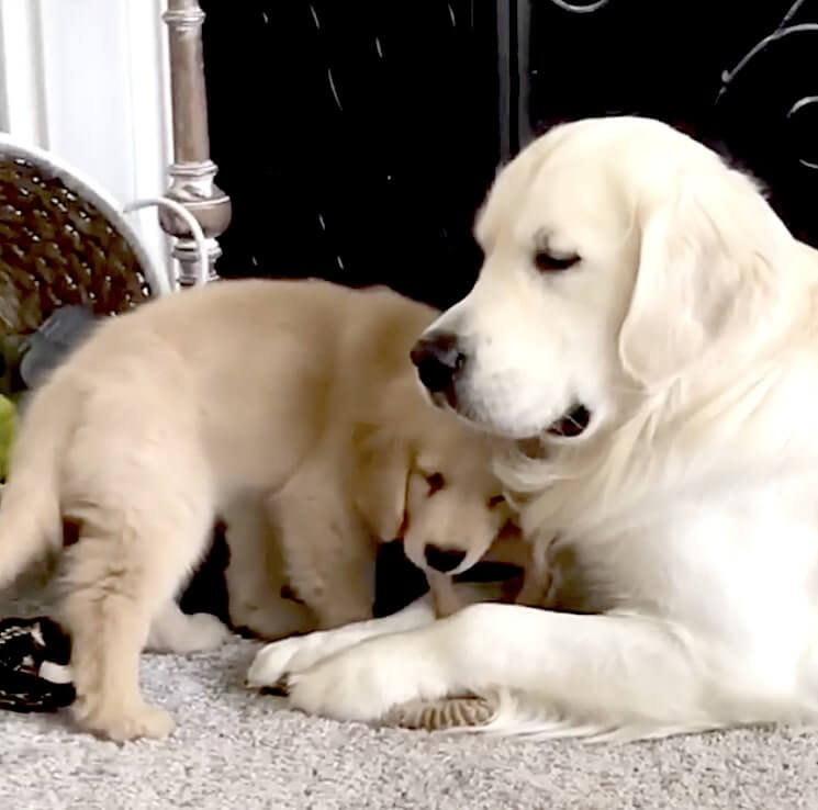 ゴールデンレトリーバー,動画