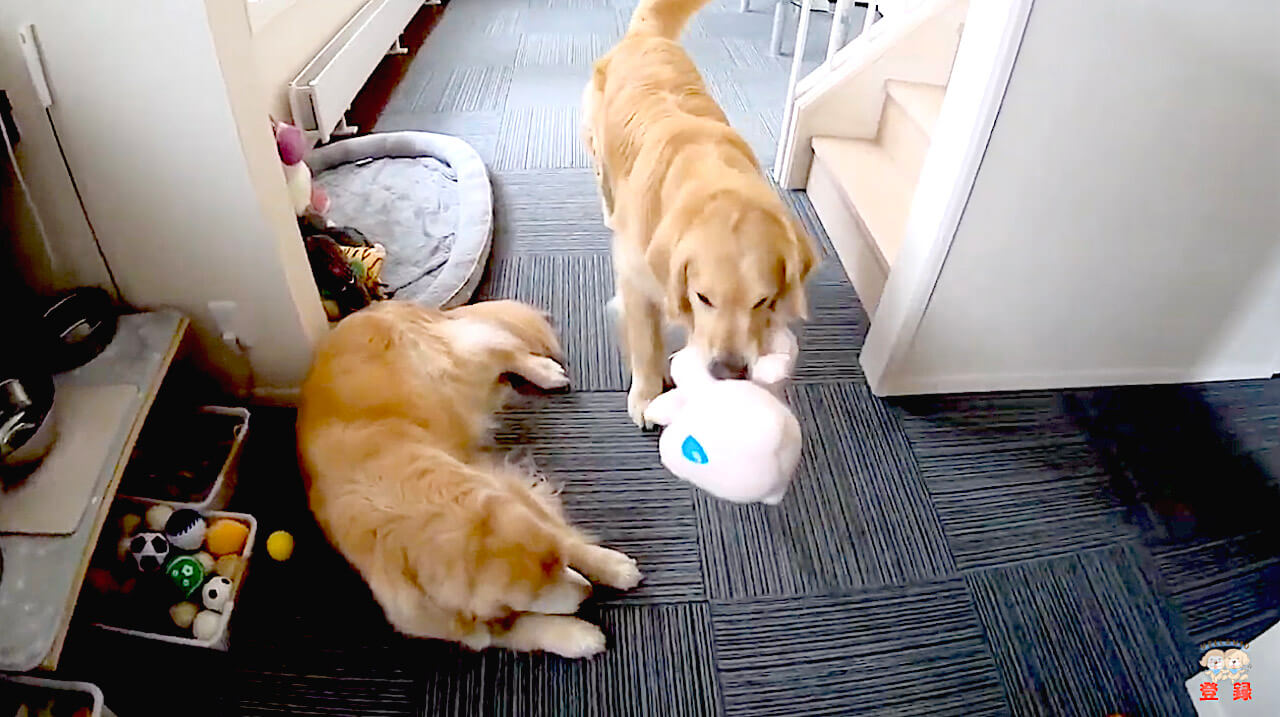 ゴールデンレトリーバー,動画