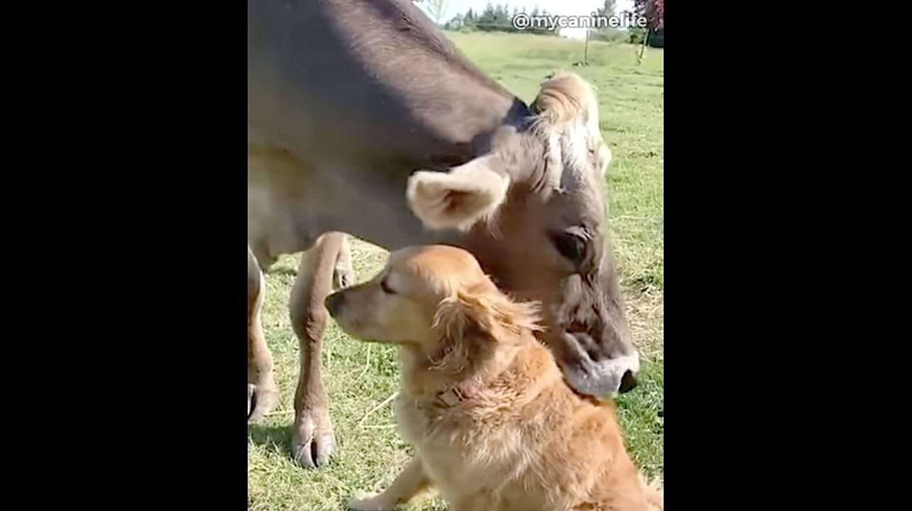 ゴールデンレトリーバー,動画