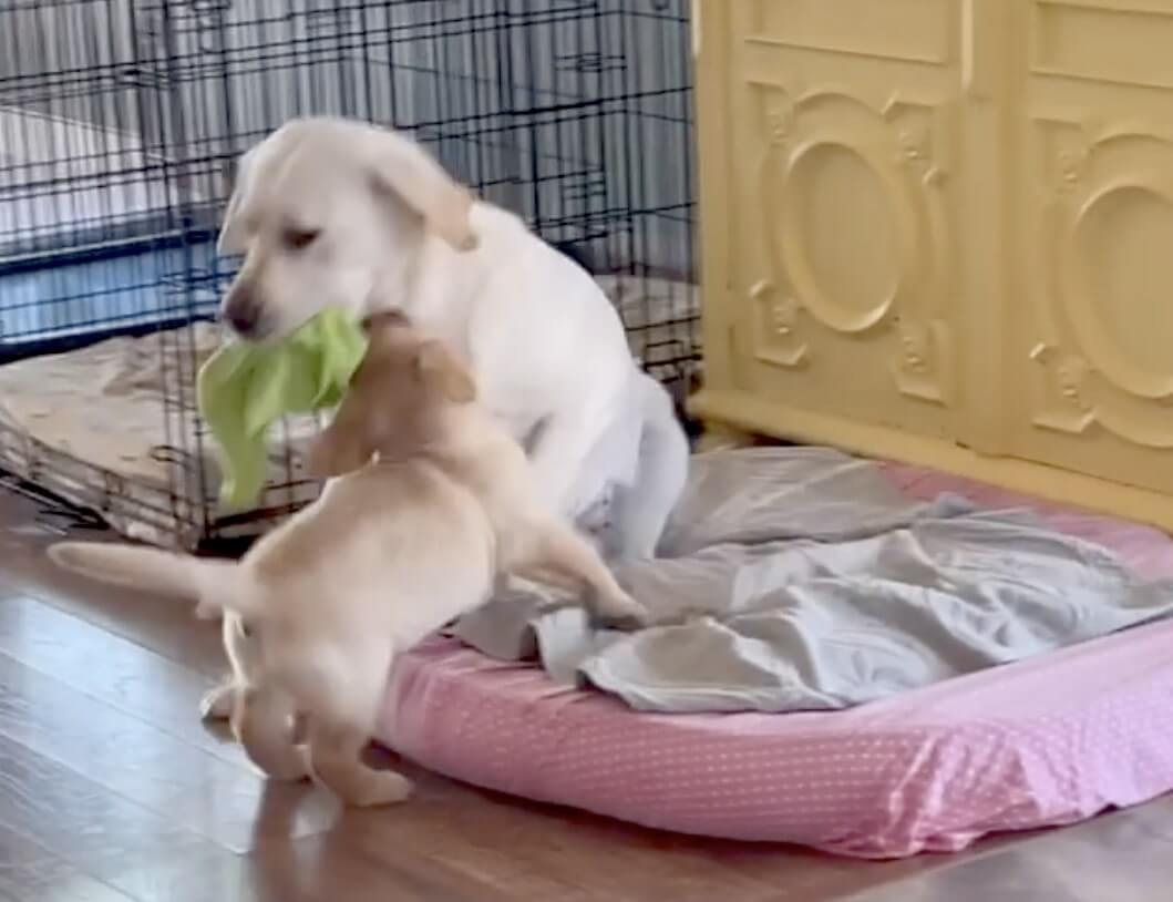 ラブラドールレトリーバー,動画