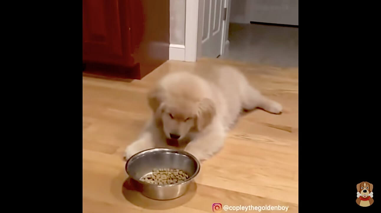 ゴールデンレトリーバー,動画