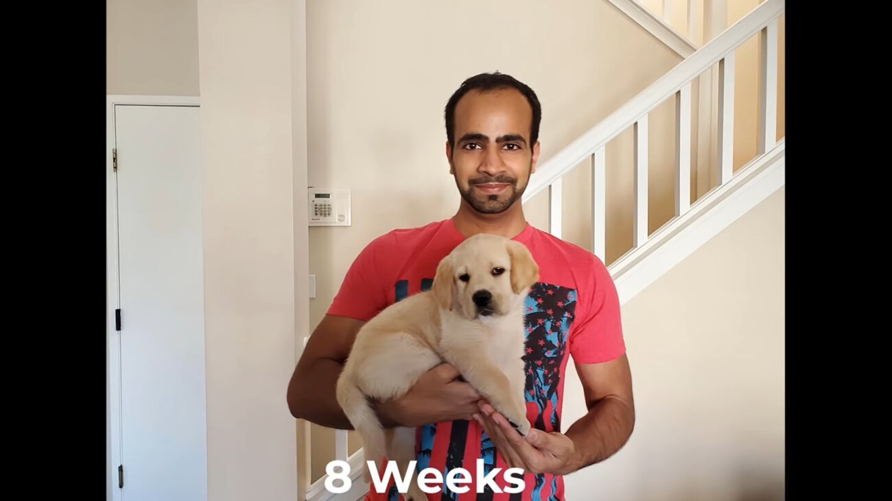 ラブラドールレトリーバー,動画