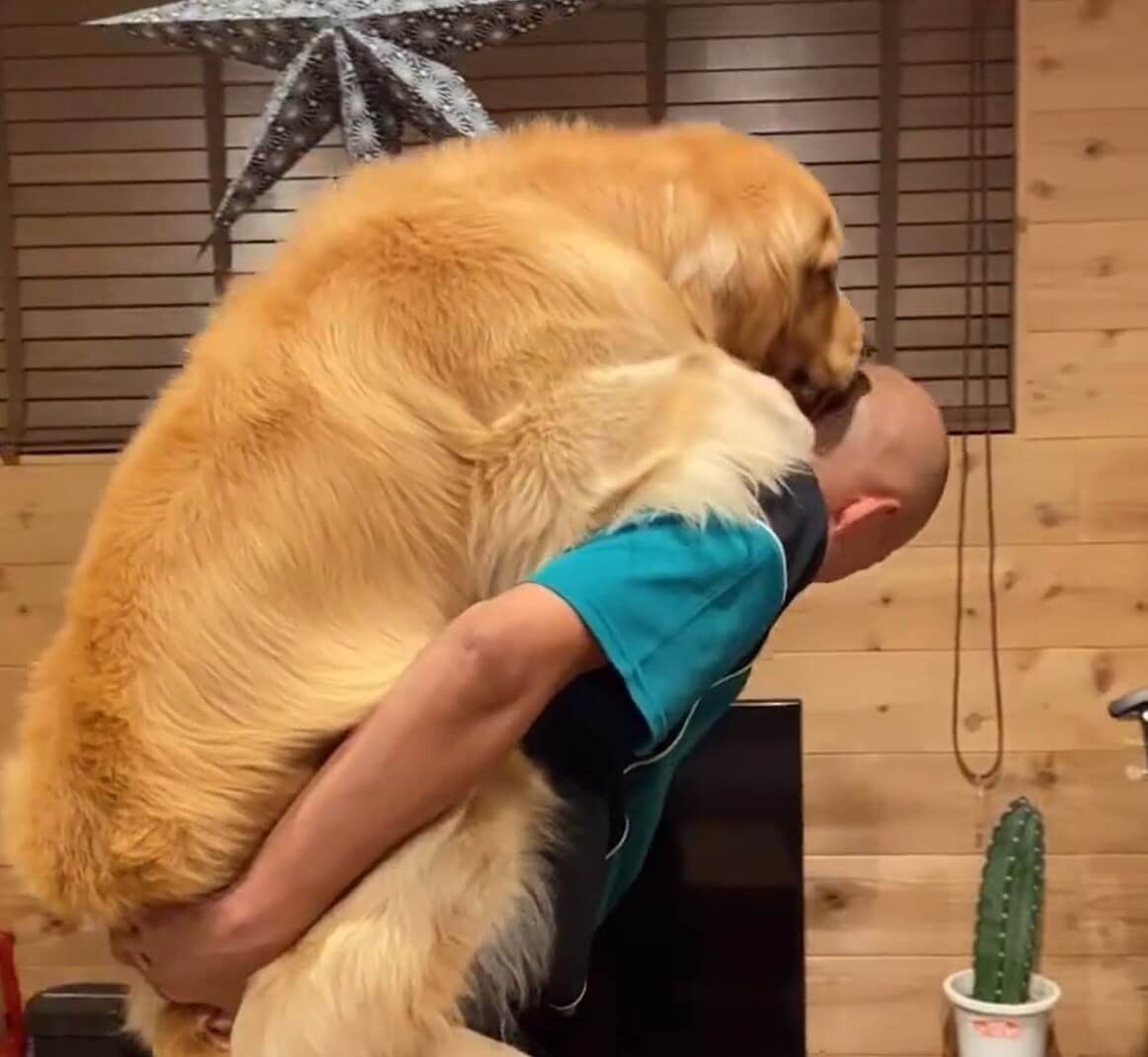 ゴールデンレトリーバー,動画