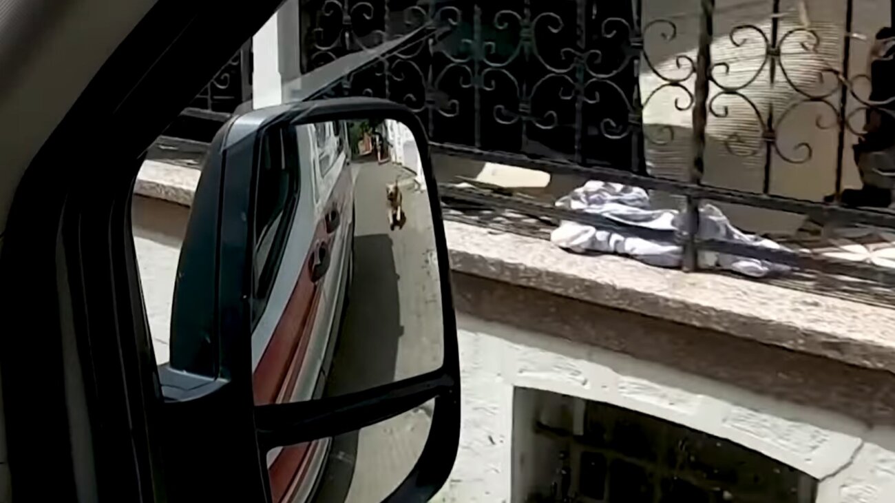 ゴールデンレトリーバー,動画