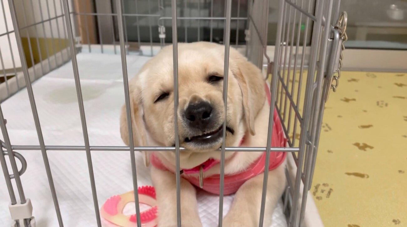 ラブラドールレトリーバー,動画