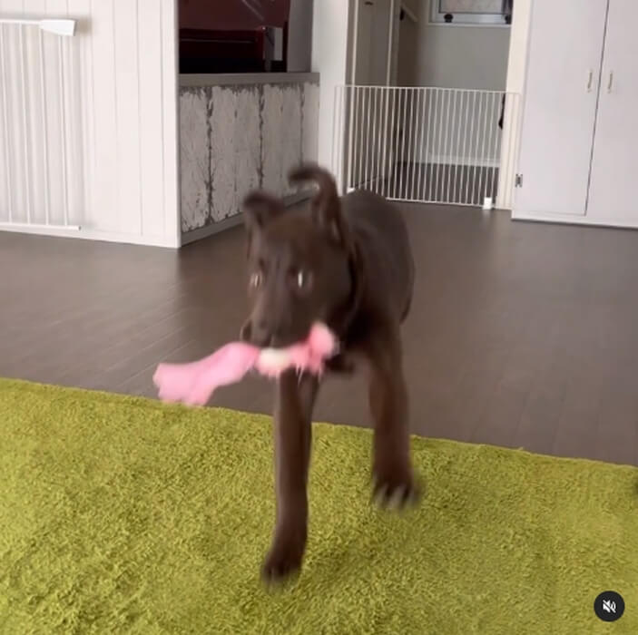 ラブラドールレトリーバー,動画