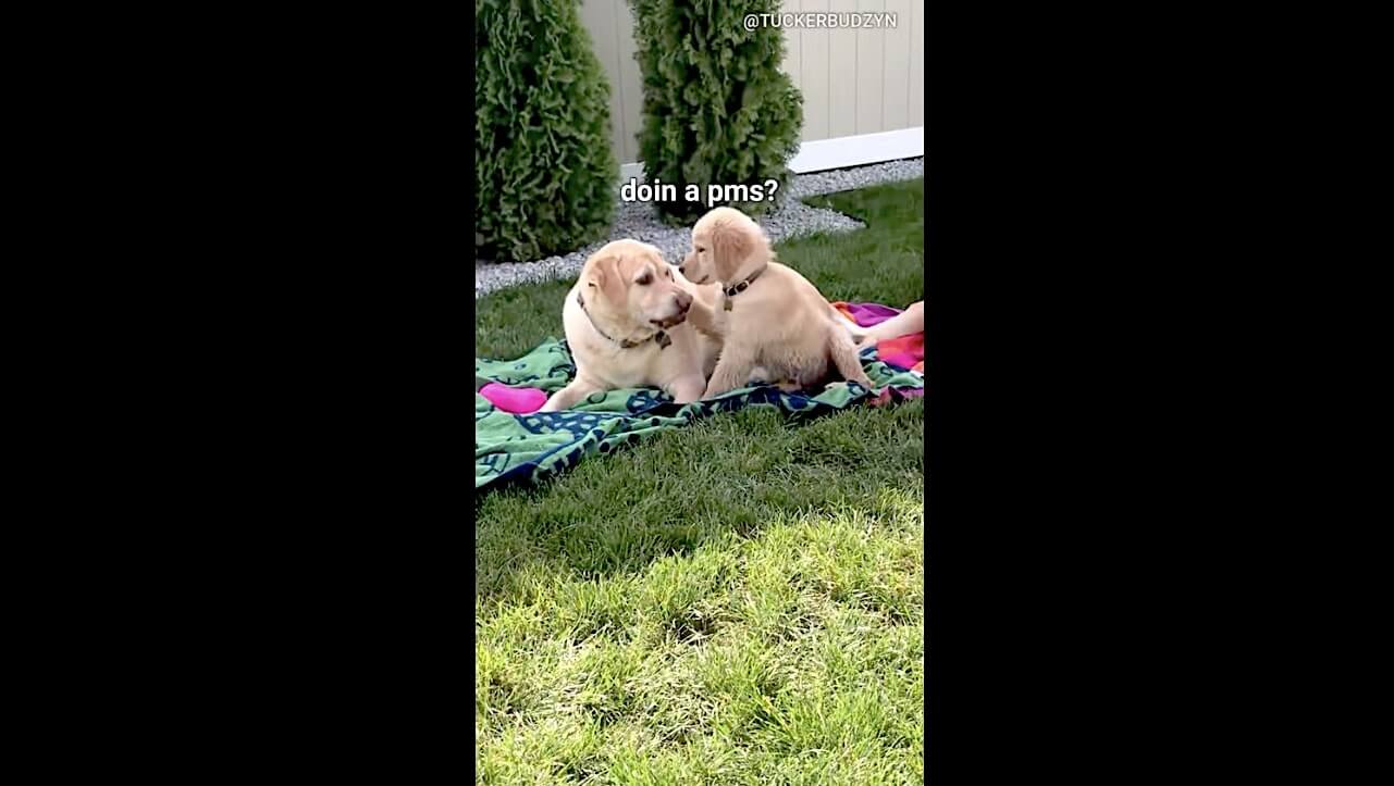 ゴールデンレトリーバー,動画