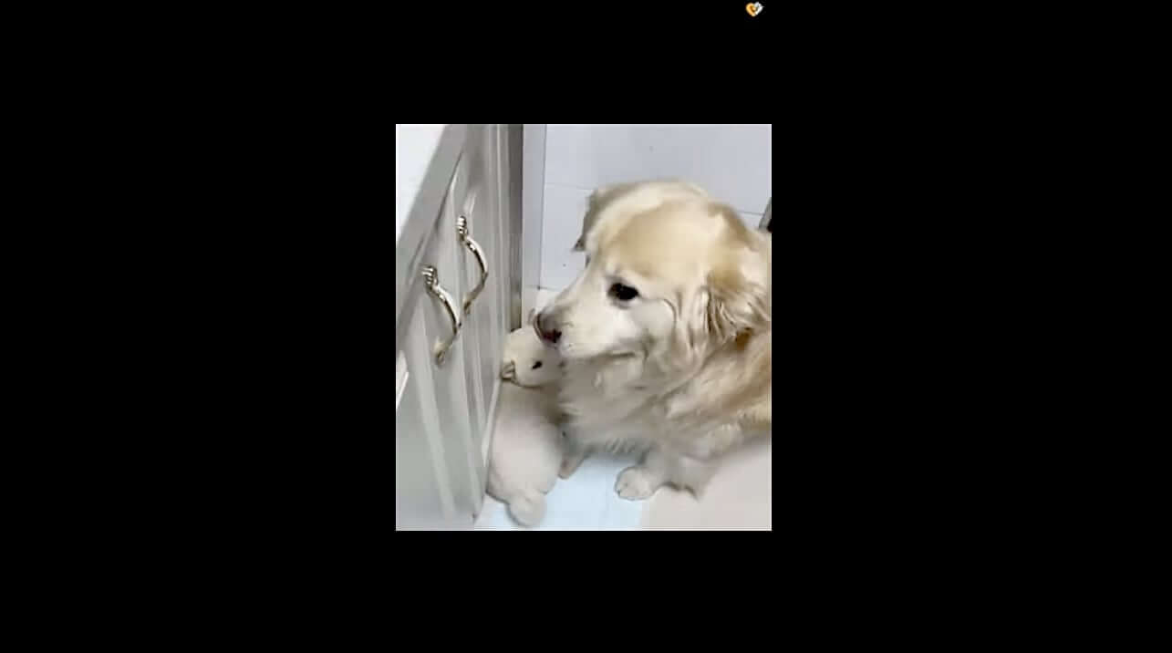 ゴールデンレトリーバー,動画