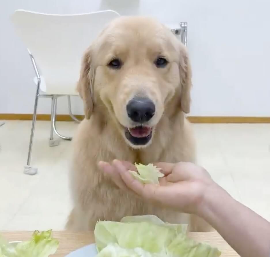 ゴールデンレトリーバー,動画