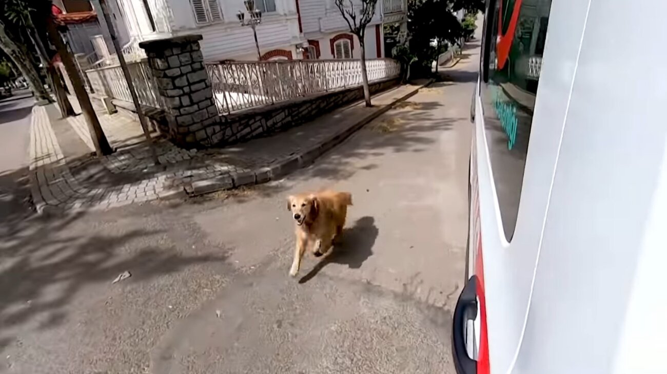 ゴールデンレトリーバー,動画