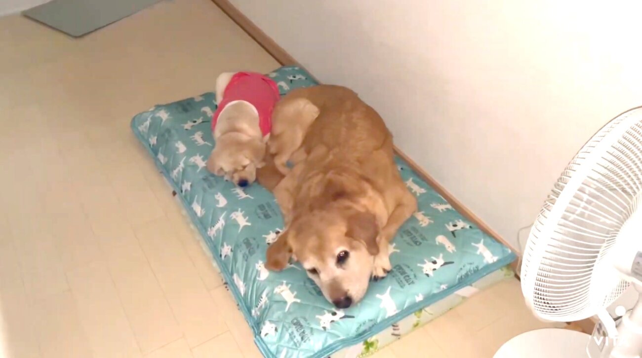 ラブラドールレトリーバー,動画