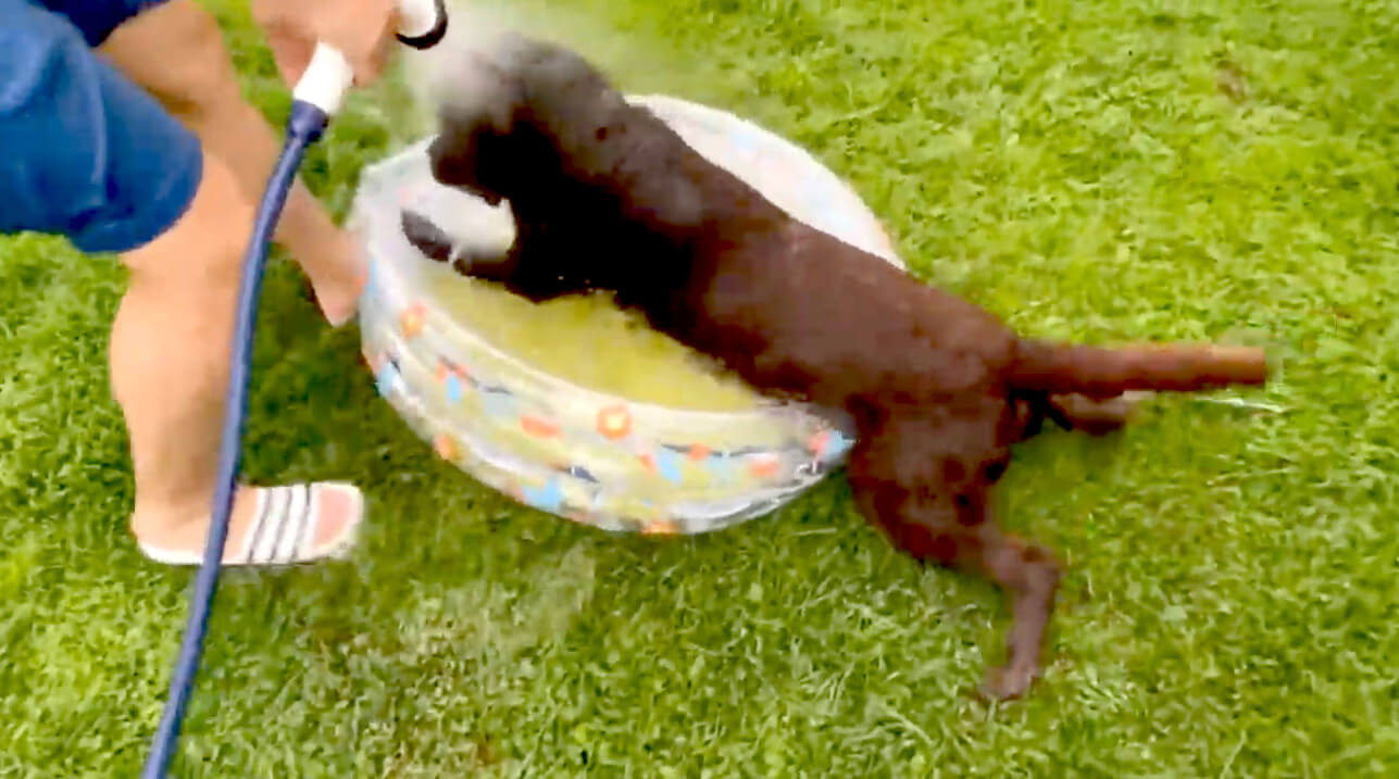 ラブラドールレトリーバー,動画