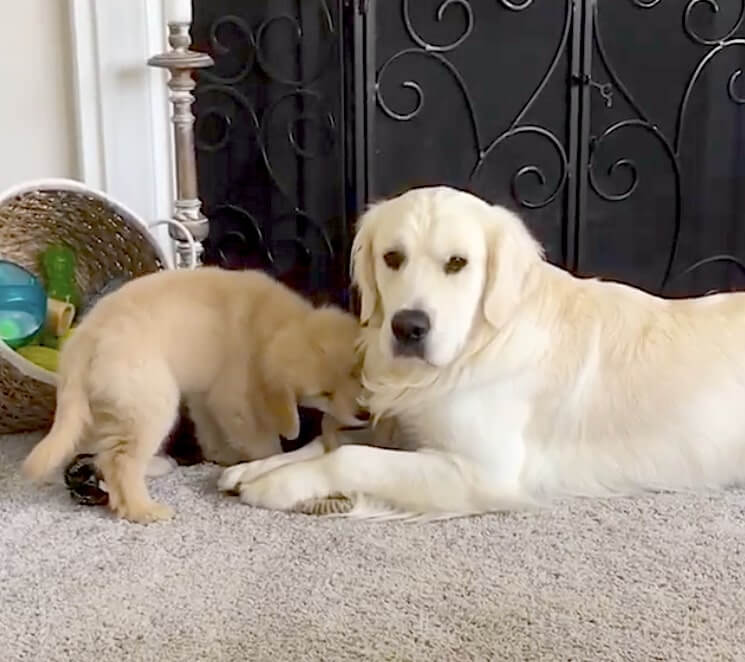 ゴールデンレトリーバー,動画