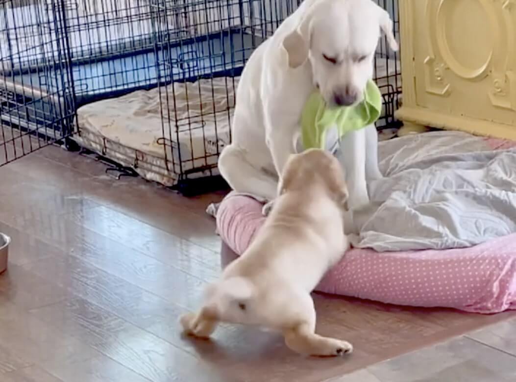 ラブラドールレトリーバー,動画