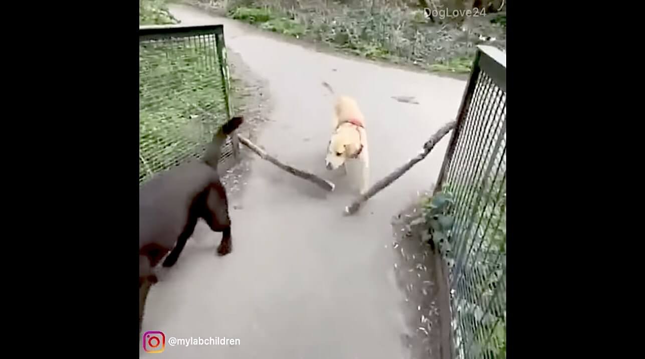 ラブラドールレトリーバー,動画