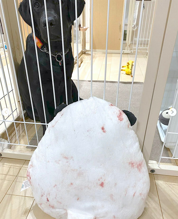 ラブラドールレトリーバー,動画