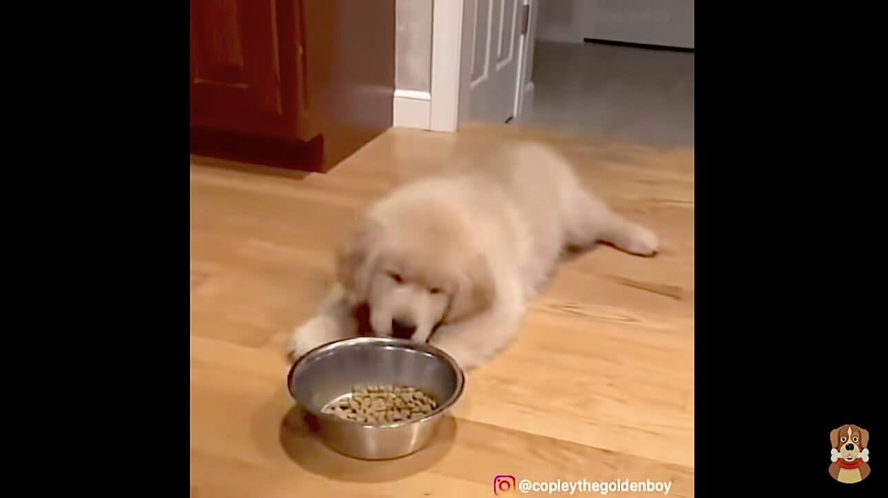 ゴールデンレトリーバー,動画