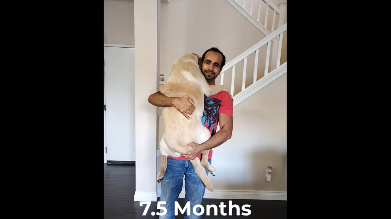 ラブラドールレトリーバー,動画