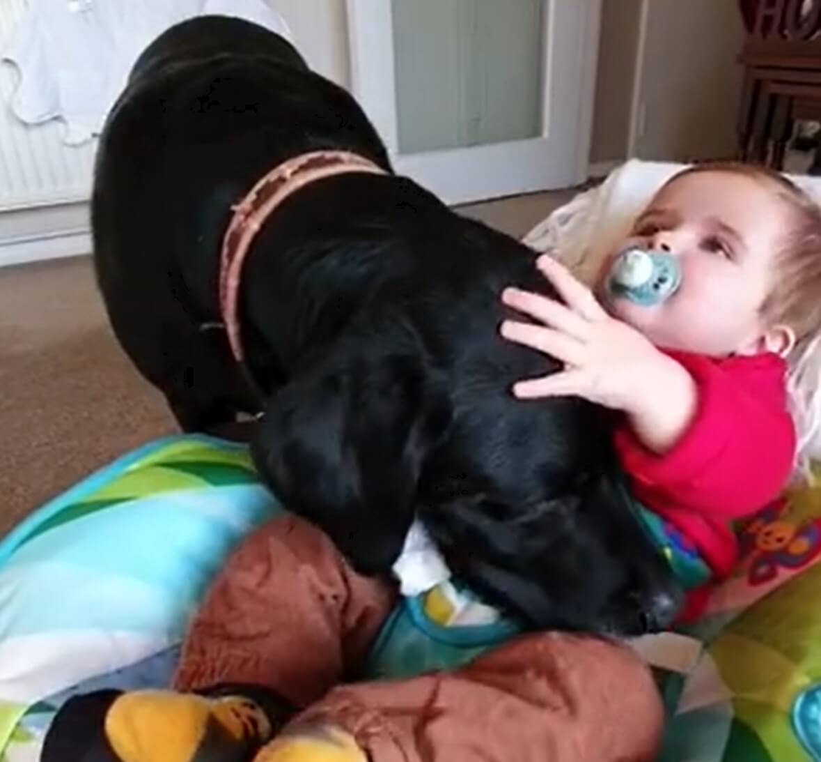 ラブラドールレトリーバー,動画