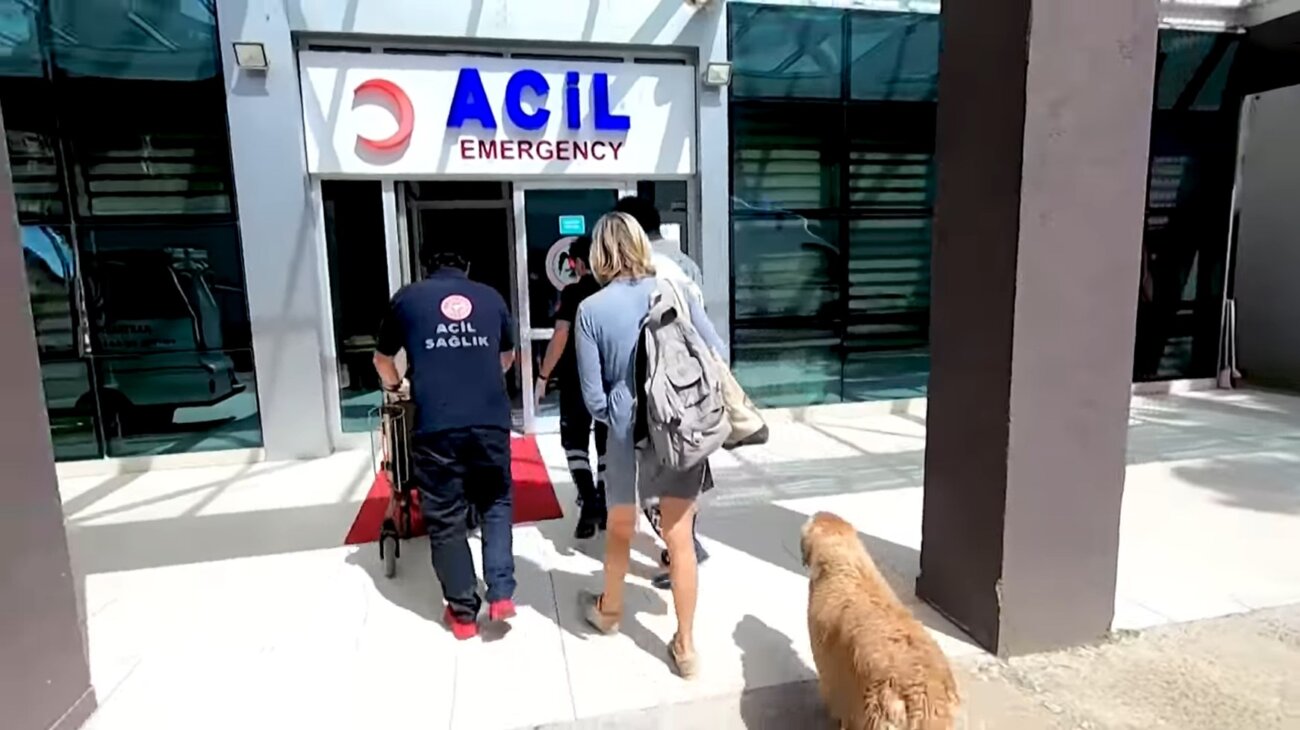 ゴールデンレトリーバー,動画