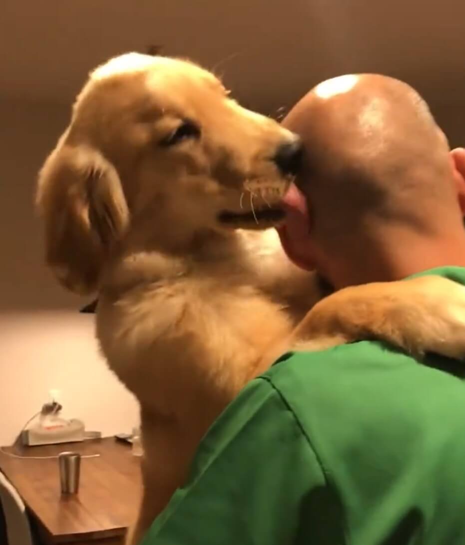 ゴールデンレトリーバー,動画