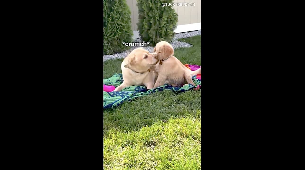 ゴールデンレトリーバー,動画