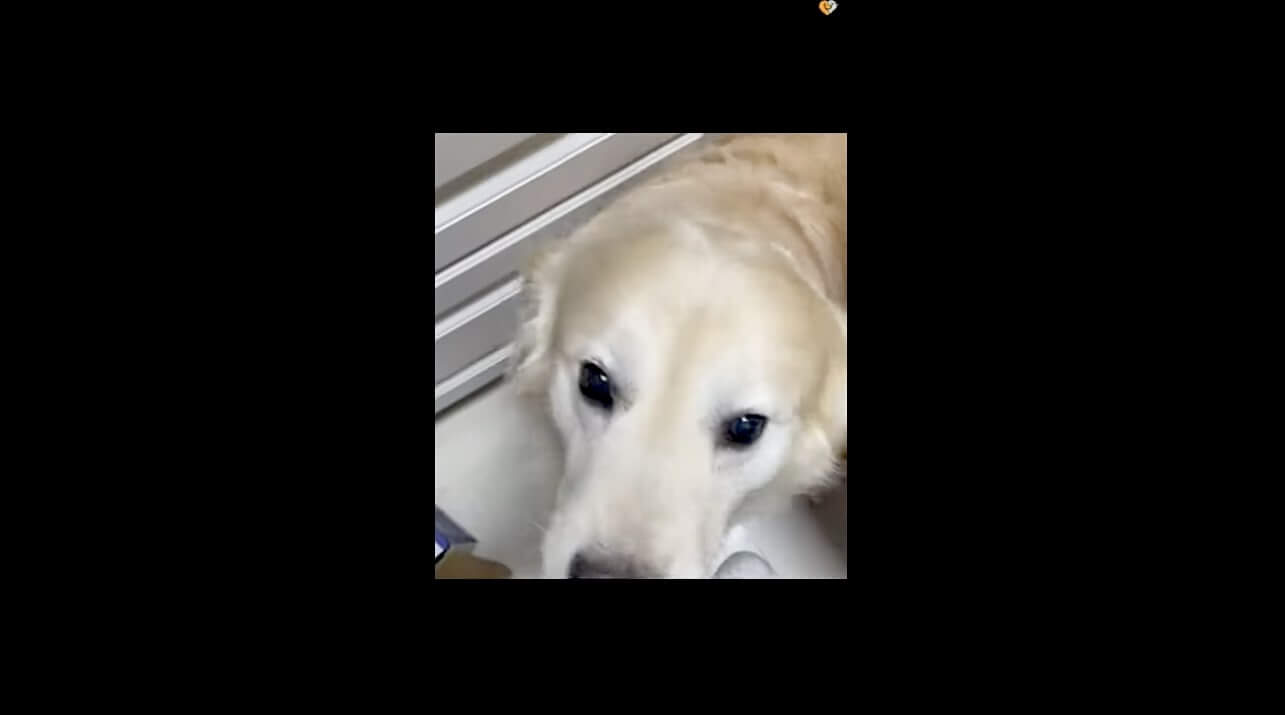 ゴールデンレトリーバー,動画