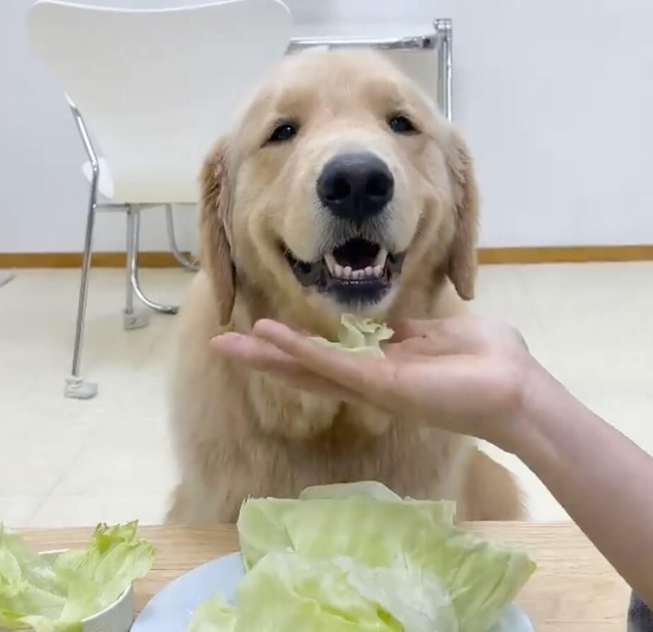 ゴールデンレトリーバー,動画