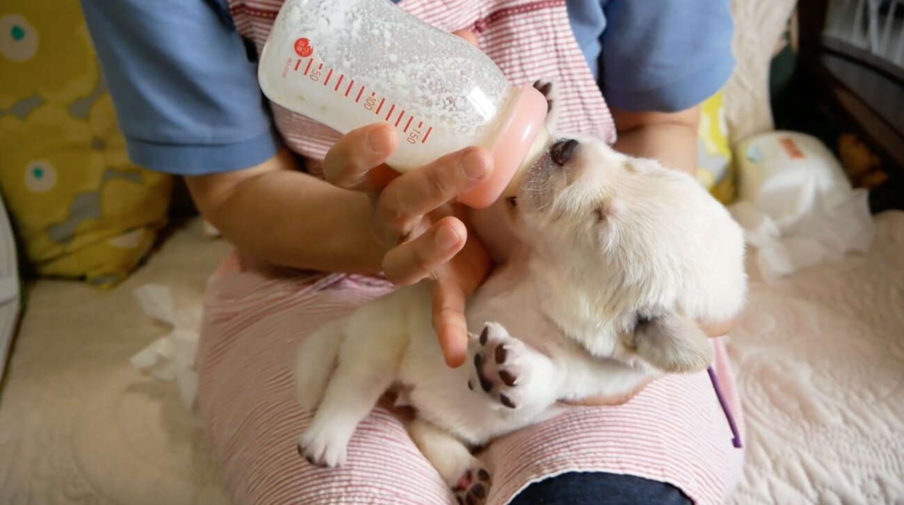 ラブラドールレトリーバー,動画