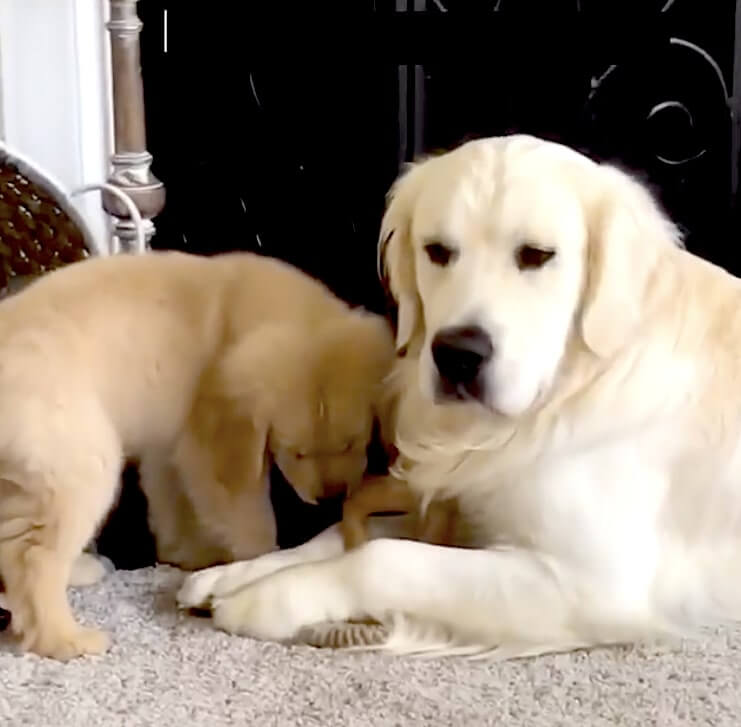 ゴールデンレトリーバー,動画