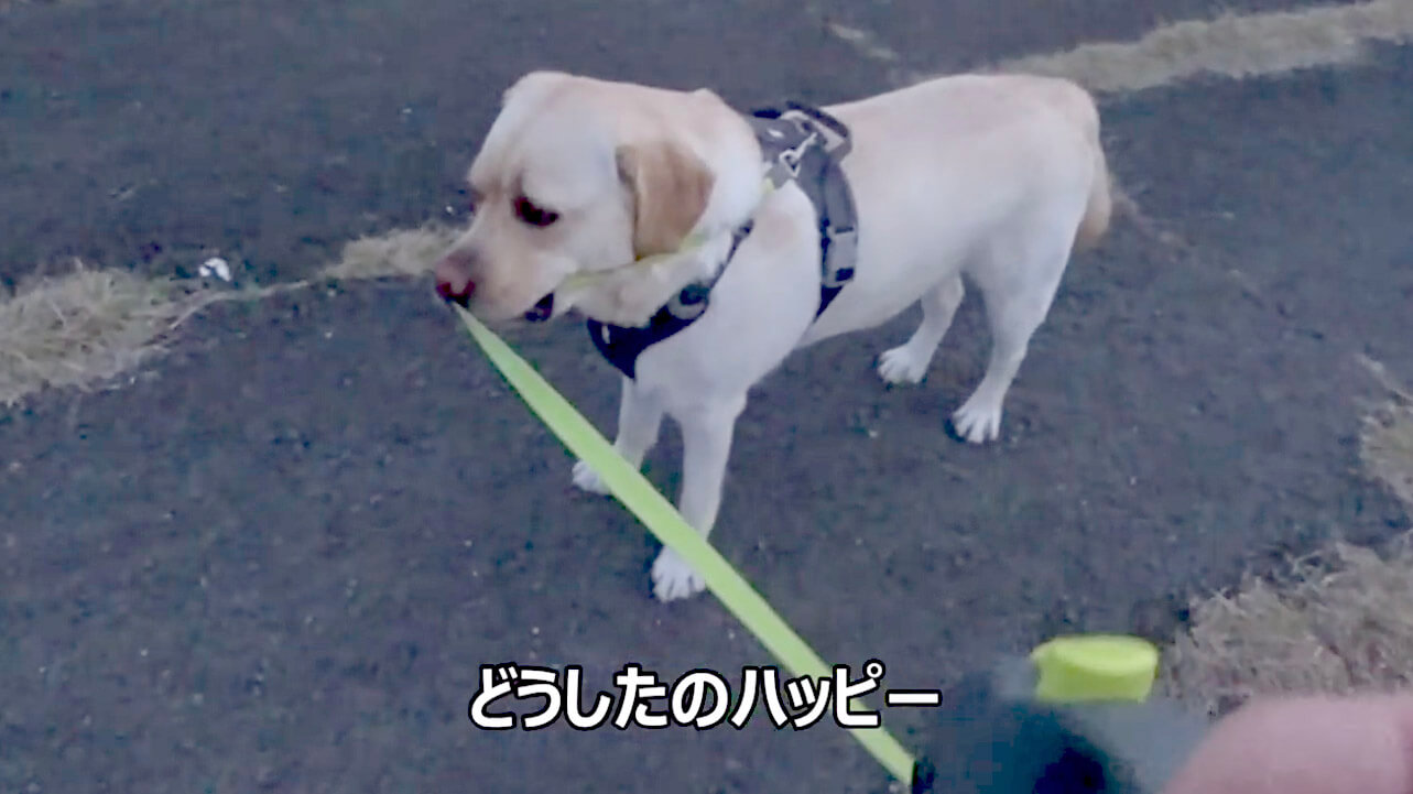 ラブラドールレトリーバー,動画