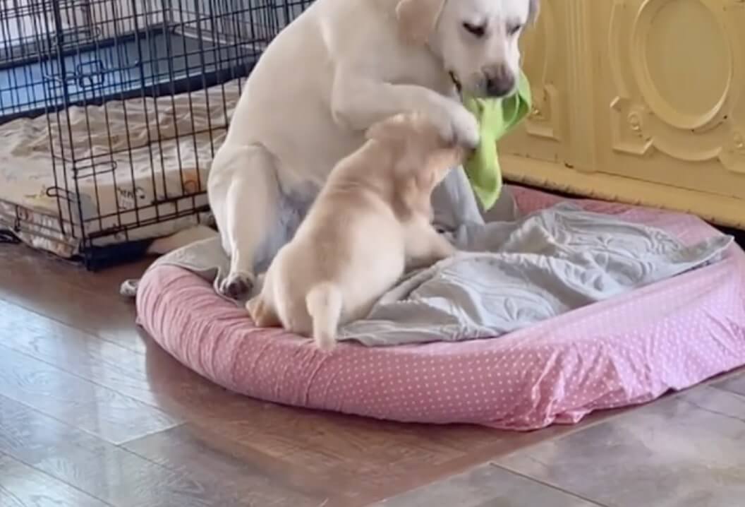 ラブラドールレトリーバー,動画