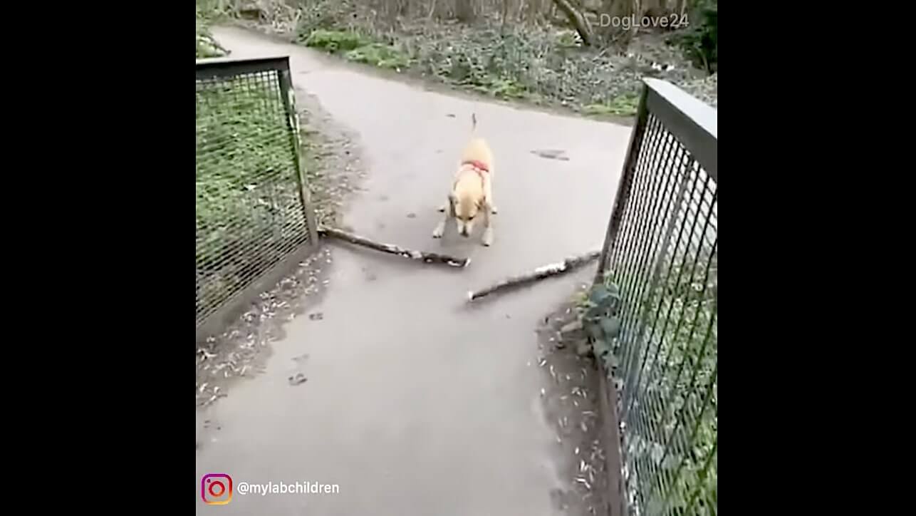 ラブラドールレトリーバー,動画