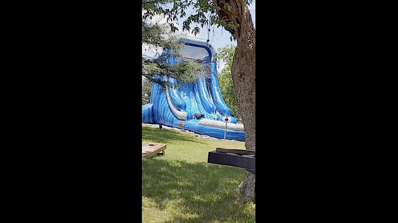 ラブラドールレトリーバー,動画