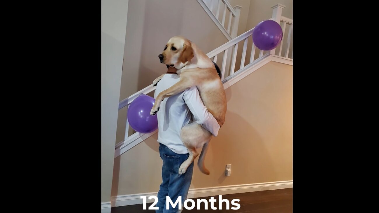 ラブラドールレトリーバー,動画