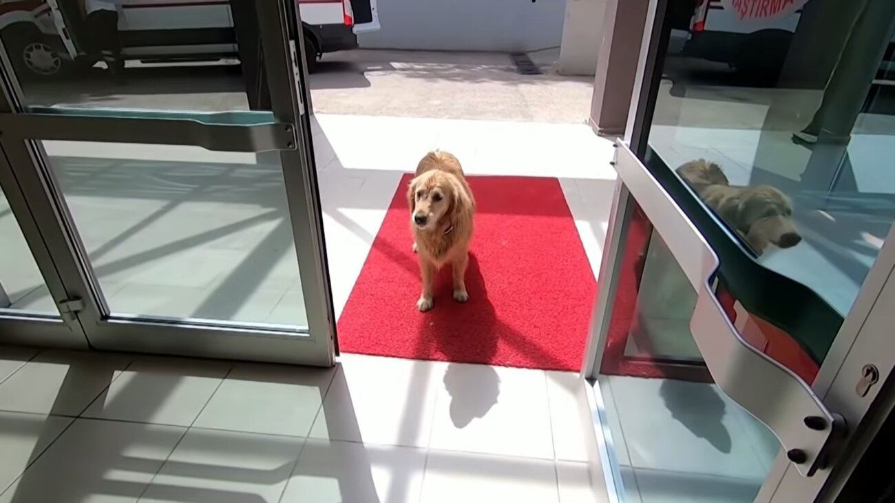 ゴールデンレトリーバー,動画